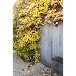 Lutec Lampen DRACO Au&szlig;enwandleuchte LED Schwarz, 1-flammig, Bewegungsmelder -Außenleuchten Verkaufe lutec lampen draco aussenwandleuchte 7622220012 6